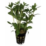 Hygrophila polysperma - Mokřanka mnohosemenná – HobbyKompas.cz