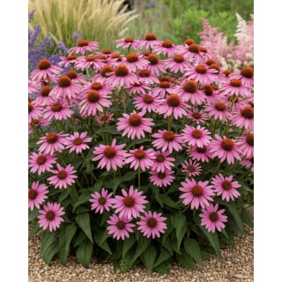 Třapatkovka Echinacea 'Purpurea magnus' 1 ks – Sleviste.cz