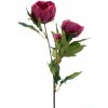 Květina Pivoňka - Paeonia 'Chiba' červená (fuchsia) V65 cm (N969223)