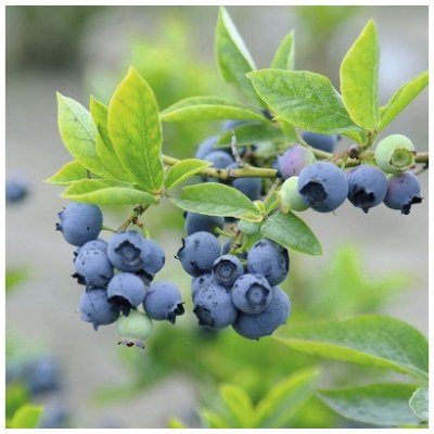 Kanadská borůvka FloraSelf Vaccinium corymbosum 'Bluetta' 40-60 cm květináč 4 l – Zbozi.Blesk.cz