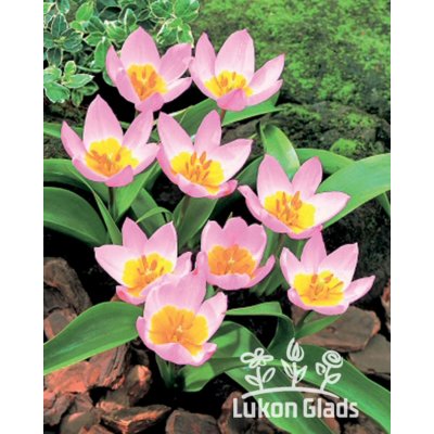 Lukon Glads Tulipán bakeri LILAC WONDER - tulipa – Zboží Mobilmania