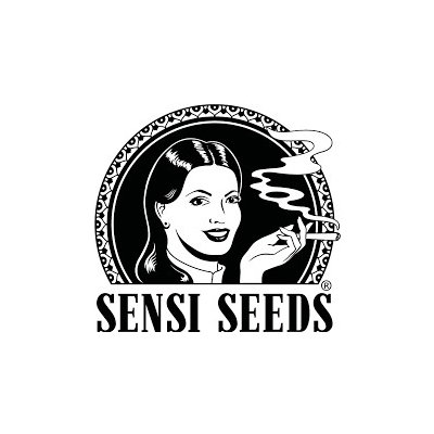 Sensi Seeds Big Bud semena neobsahují THC 1 ks – Zboží Mobilmania