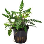 Hygrophila pinnatifida - Mokřanka peřenoklaná – Zboží Dáma
