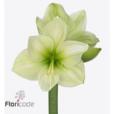 Amarylis GA AVALANCHE 80 cm / 4 kv / 12 box – Zboží Dáma