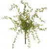 Květina Knofliková listová keř (x21) zelená v38 cm (FB108265800)