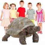 Schleich 14824 Wild Life Giant tortoise – Zboží Mobilmania