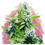 Nirvana B-52 semena neobsahují THC 5 ks – Zboží Dáma