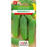 Okurka Nakladačka - Maksimus F1 (Cucumis sativus L.)