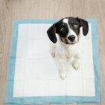 Purlov 21601 Tréninkové absorpční podložky pro psy 60 x 60 cm 100 ks – Sleviste.cz