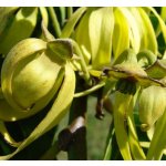 Medikomed éterický olej ylang-ylang 10 ml – Hledejceny.cz