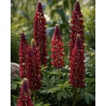 Vlčí bob 'My castle' 3 ks – Sleviste.cz