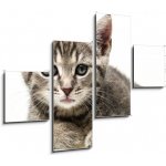 Obraz 4D čtyřdílný - 120 x 90 cm - little kitten malé kotě – Sleviste.cz