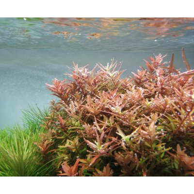 Rotala russila orange juice – Zbozi.Blesk.cz