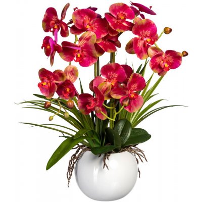 Orchidej Můrovec červeno řůžová v květináči, 58cm – Zboží Mobilmania