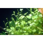 Cardamine lyrata – Sleviste.cz