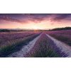 Tapety Komar SHX9-052 vliesová Fototapeta Stefan Hefele Lavender Dream rozměry 450 x 280