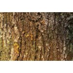 Dimex MS-5-2336 Vliesová fototapeta Kůra stromu s mechem rozměry 375 x 250 cm – Zboží Dáma