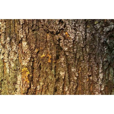 Dimex MS-5-2336 Vliesová fototapeta Kůra stromu s mechem rozměry 375 x 250 cm – Zboží Dáma