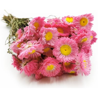 mech-mech.cz Sušená Imortelka, Slaměnka - 50g - (Acroclinium) - růžová – Zboží Dáma