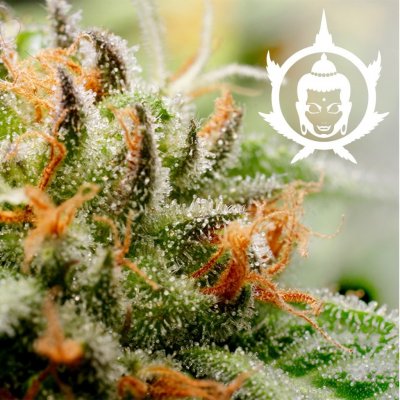 Buddha Seeds Assorted AUTO semena neobsahují THC 10 ks – Zboží Mobilmania