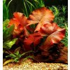 Akvarijní rostlina I--Z Tiger lotus red - Akvarijní leknín červený