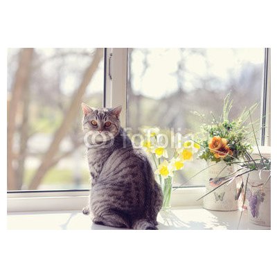 WEBLUX 44792547 Fototapeta plátno cat sitting on the windowsill in the flowers on the background o kočka sedí na parapetu v květech na pozadí o rozměry 174 x 120 cm