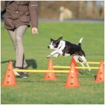 Trixie Dog Activity překážky 3 ks 23 x 30 cm/78 cm oranž/ – Hledejceny.cz