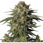 Fast Buds GG4 Sherbet FF semena neobsahují THC 3 ks – Hledejceny.cz