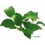 Anubias barteri - Anubias Barterův – Zbozi.Blesk.cz