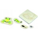 Montessori Životní cyklus žáby – Zbozi.Blesk.cz