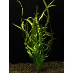 Vallisneria rubra serpanta - Zákruticha červená serpentana – Zboží Mobilmania