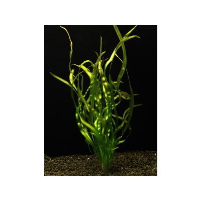 Vallisneria rubra serpanta - Zákruticha červená serpentana – Zboží Mobilmania
