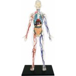 4D Master 1/2 těla 33 cm Anatomie člověka – Zboží Dáma