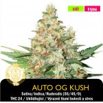 Drskunk Auto Og Kush Feminizováno semena neobsahují THC 1 ks – Zboží Dáma