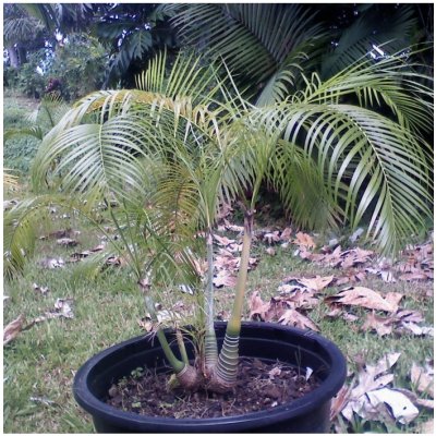 Palma zkroucená - Dypsis prestoniana - prodej semen - 3 ks – Zbozi.Blesk.cz