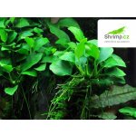 Anubias nana Big – Zboží Mobilmania