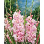 Mečík 'My Love' 5 ks Velikost cibulí: 10/12 – Zbozi.Blesk.cz