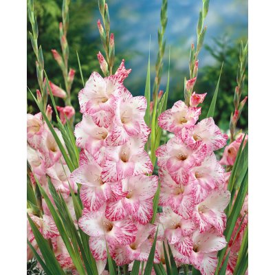 Mečík 'My Love' 5 ks Velikost cibulí: 10/12 – Zbozi.Blesk.cz