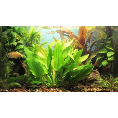 Echinodorus tricolor – Sleviste.cz