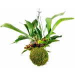 Gardners Kokedama Platycerium (L) Parožnatka 1 ks – Zboží Mobilmania