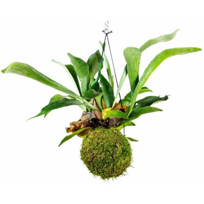 Gardners Kokedama Platycerium (L) Parožnatka 1 ks – Zboží Mobilmania