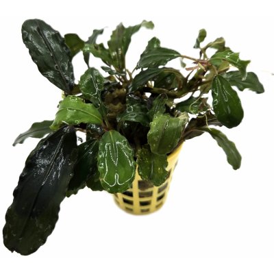 Bucephalandra Pinoh – Hledejceny.cz