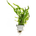 Bolbitis heudelotii - Bulvovka vodní – Hledejceny.cz