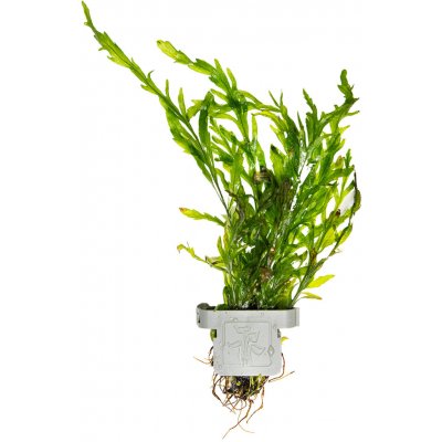 Bolbitis heudelotii - Bulvovka vodní – Hledejceny.cz