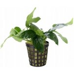 Anubias nana - Anubis zakrslý – Sleviste.cz