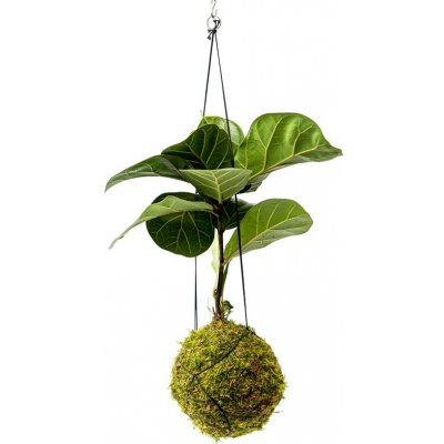 Gardners Kokedama Ficus Lyrata (L) Fíkovník lyrovitý 1 ks – Zboží Mobilmania