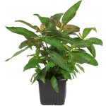 Hygrophila corymbosa Stricta – Hledejceny.cz