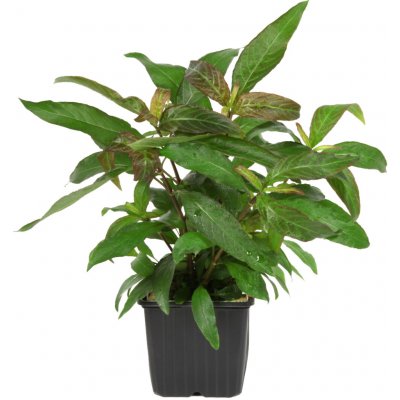 Hygrophila corymbosa Stricta – Hledejceny.cz