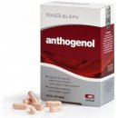 Imunotop Anthogenol OPC přírodní antioxidant 60 kapslí