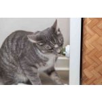 Trixie Kulička Catnipu v samolepícím držáku 5 cm – Zboží Mobilmania